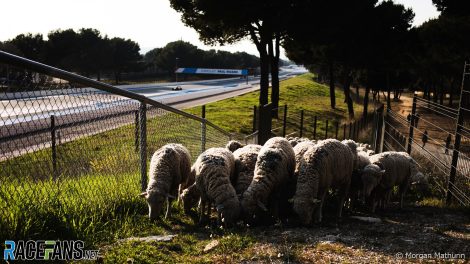 Sheep, Paul Ricard, 2021