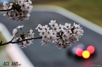 Cherry blossom, Suzuka, 2024