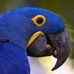 Profile picture of Geoff the hyacinth macaw
