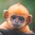 Profile picture of Ginger Monkey